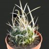 Echinofossulocactus_phyllacanthus_grandicornus